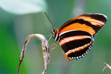 Obraz na płótnie Canvas Odwoływanie Motyl na rośliny