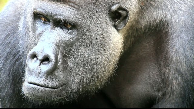 gorilla