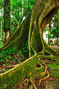 tropical tree in the forest