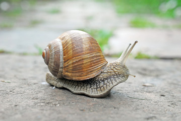 Weinbergschnecke