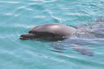 dolphin swimming in the red sea