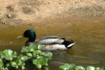 Mallard Duck