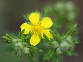spring field flowers