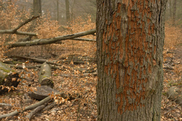 Obraz premium Baumstamm im Wald