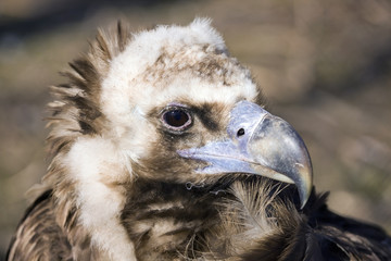 Vulture