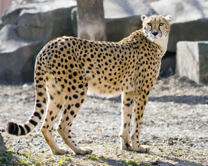 cheetah