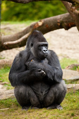 Gorilla male