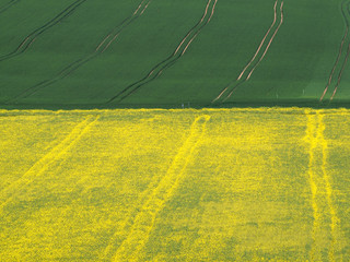 Fahrspuren im Getreide und Rapsfeld