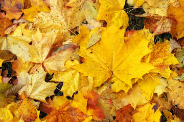 Naklejka na ściany i meble golden fall, yellow leaves carpet