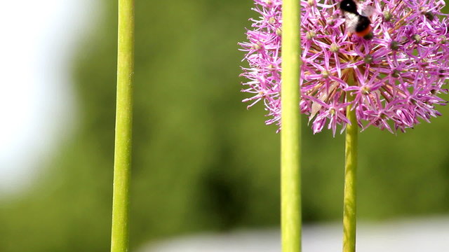 dziki czosnek i pszczoła