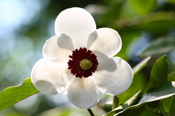 Magnolie