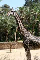 Giraffe
