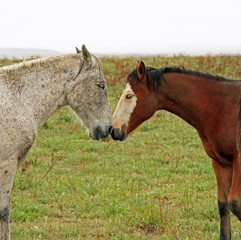 Fototapeta premium Wild horses touching noses in a sign of friendship