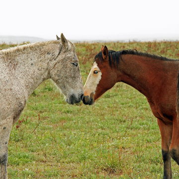 Wild Horses Touching Noses In A Sign Of Friendship