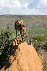 Cheetah standing on Termite Mound