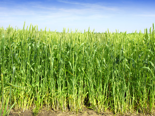 Obraz premium Wheat field against a blue sky