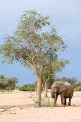 Fototapeta na wymiar Elephant foraging by tree