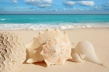 Keuken spatwand met foto sea shells starfish tropical sand turquoise caribbean © lunamarina