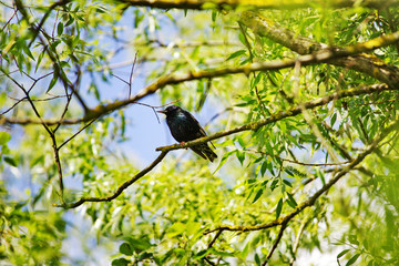 Vogel im Baum 