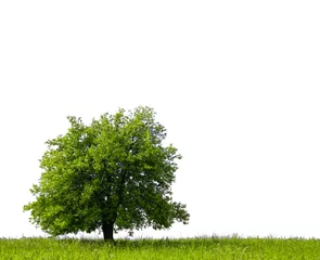 Crédence de cuisine en verre imprimé Arbres Pear tree on green field