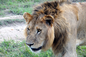 lion