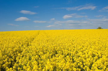 Obraz premium Wolken und Rapsfeld