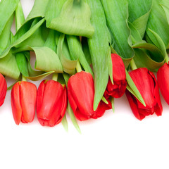 red tulips
