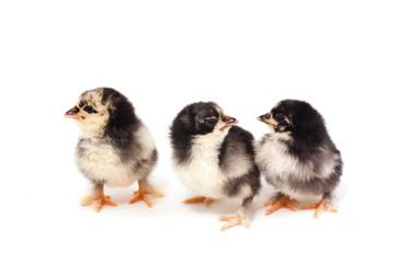 trois petits poussins