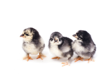 trois poussins isolés sur fond blanc