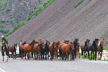 Fototapeta na wymiar herd on speedway