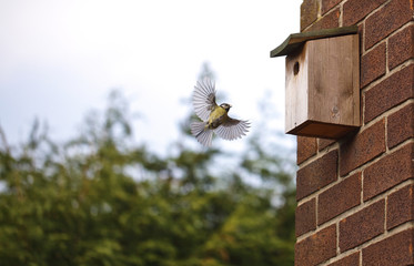 Fototapeta premium Blue Tit Returning To The Nest