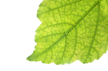 Détail d'une feuille - Macro photographie