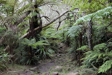 Sous bois - Ile de la réunion