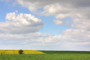 rapeseed and wheat fields in spring
