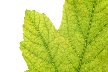 Détail d'une feuille - Macro photographie