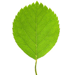 Obraz premium Détail d'une feuille - Macro photographie