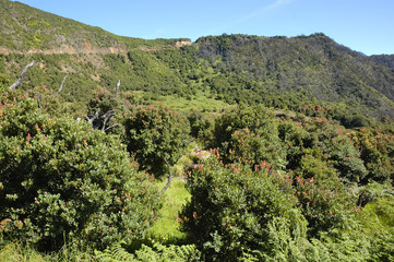 Fototapeta na wymiar Mountain Flora