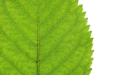 Détail d'une feuille - Macro photographie