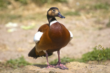 Ruddy Duck