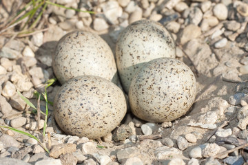 little ringed plover nest with eggs