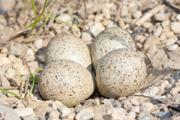 Naklejka na ściany i meble sieweczka rzeczna (Charadrius dubius) gniazdo z jajami