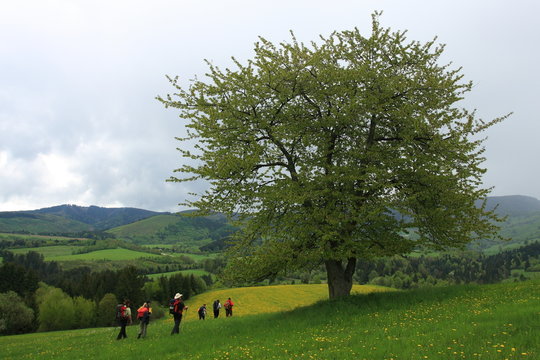 Hiking