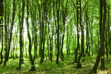 green forest