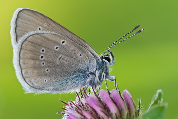 Schmetterling mit Tautropfen