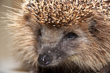 Hedgehog