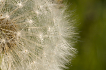 Fototapeta na wymiar Dandelion Seed Background