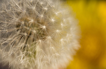 Dandelion Seed background