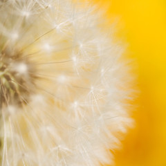 Dandelion Seed Head background abstract