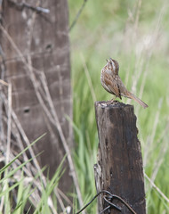 Perched on a post.
