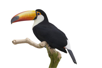 白バックにオニオオハシが止まる